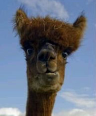 图解普通青年 文艺青年 二逼青年的区别 笑喷了