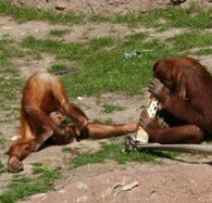 搞笑图片：最搞笑的猴子撒尿图！