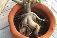 盆栽艺术这是神马植物长得这么奇特!