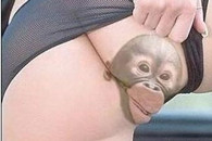 搞笑图片：好可爱的猴子 咋长在屁股上？