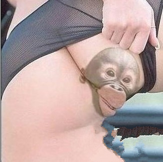 搞笑图片：好可爱的猴子 咋长在屁股上？.jpg