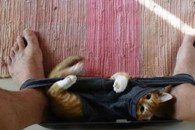 搞笑图片：猫星人 主人我可爱吗？