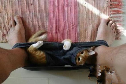 搞笑图片：猫星人 主人我可爱吗？.jpg