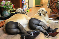 二逼主人 我都懒得鸟你 拍完就赶紧开饭吧