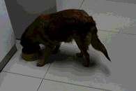 狗哥 分点给我吃噻 虎落平阳被犬欺 小老虎拜上！