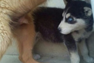 搞笑图片：哈士奇走到那里都必火！