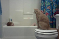 搞笑图片：一旦你忘记关厕所门 会发生什么？