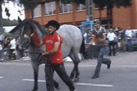 搞笑图片：别以为拍马屁就不踢你。