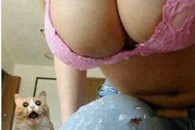 福利图 喵星人 你鸡动个啥 你到底看到什么了？