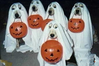 旺财造反  不给骨头就捣蛋。