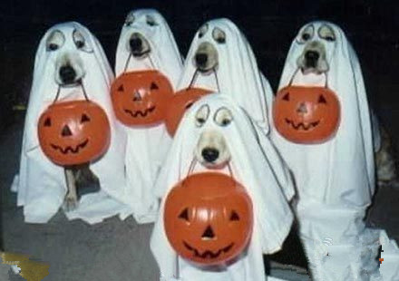 旺财造反  不给骨头就捣蛋。.jpg