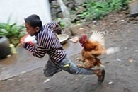 有多少人小时候被公鸡这样撵过?