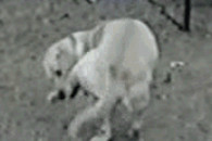 旺财是在耍帅 不是装傻。