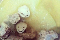 排骨汤里面 惊现外星人