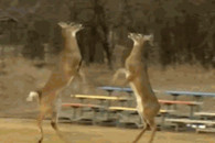 够了! 你们哪里是打架 摆明就是来卖萌的。