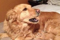 日式冷笑话动物类吐槽图 二货动物们配上字幕后笑抽了