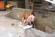 搞笑图片：我终于明白猪为什么要集体跳黄浦江了!