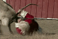 如果圣诞节没收到礼物可能是因为这个!