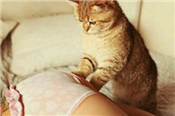 喵星人，你要实在不情愿，就让我来吧