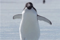 在奔向食堂的路上后面有人喊了一声胖子。