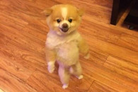 搞笑动物图片：逆天的旺星人 站起来单挑。