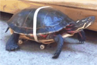 搞笑图片：给王八装上四个轮子后。