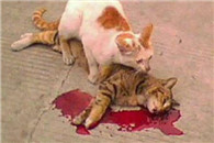  一只猫被撞死了 同伴在旁边不离不弃 啊我鼻子好酸