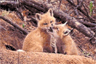 搞笑图片：遇到不会接吻的男友时无奈的表情。