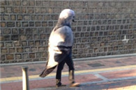 行走在马路边的鸟人 卧槽我记得我见过这只巨鸽啊!