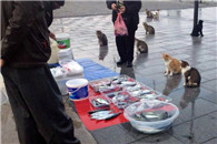 搞笑图片:老板 卖个萌赏条鱼行喵?