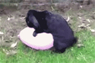 搞笑动态图：这么萌蠢简直醉了 表示救不了了。