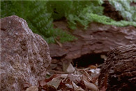 动态图：延时拍摄下蘑菇的生长方式 看着爽不爽