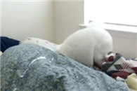 搞笑动态图：你妹的 你系鞋带望着我干嘛!