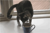 搞笑动态图：咦 这什么好东西 管他呢 买一个回去