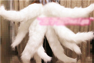 看了我后面补充的图 以后你还能直视狐狸的coser吗