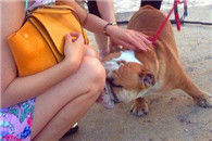 汪星突然闻到了自己最爱的臭咸鱼味道