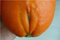 我好像知道这橘子的性别了