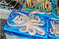 资深卖鱼玩家 这章鱼 姿势真优美!