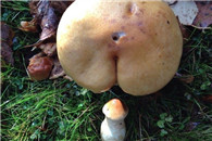 脸上到是挺老实的 就是老二有点不规矩！