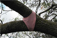 红色内裤我只想知道是怎么穿上去的。