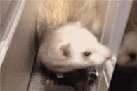 gif搞笑图片：被隔壁吴老二偷袭成功！