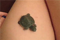 gif动态图:宁愿当一只小乌龟!