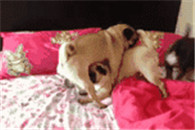 色系搞笑动态图片:大猩猩真无聊 好想被xx！