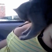 巨乳波霸动态图：幸福的喵星人，撸管专用妹子动态图