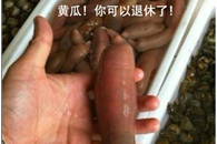 内涵图片：自从有了这个神器 市场的黄瓜就失业了!