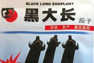 内涵图片：茄子 黑 大 长 早熟 丰产 果实美观。