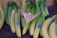 香蕉你个吧啦 你们要干吗？