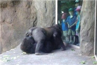 无法直视 带孩子们去动物园看这个 真的合适吗?