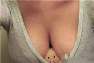 邪恶内涵图：妹子养的小仓鼠 好像伸手摸一把 我还以为是小鸡崽