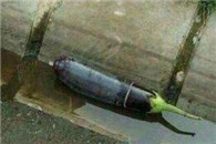 哪位阿姨用的茄子 怎么乱扔啊 一点都不卫生嘛!